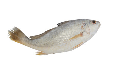 Fototapeta premium Croaker fish isolated on white