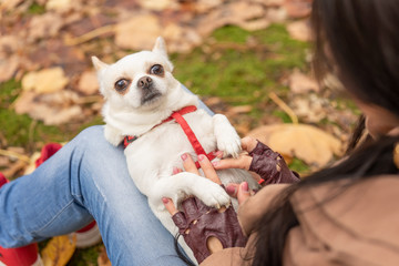 White cute Chihuahua puppy lying on the knees of his mistress