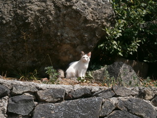  Fluffy miracle in the park