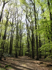 Fototapeta premium Forêt