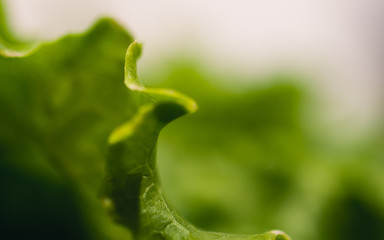 closeup of green leaf