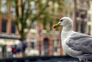 Amsterdam, Holland, August 201. In the central red-light district a gull on the roof of a car along the canals. The typical houses in the center are blurred in the background.