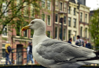 Amsterdam, Holland, August 201. In the central red-light district a gull on the roof of a car along the canals. The typical houses in the center are blurred in the background.