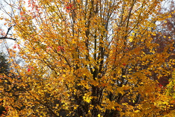 Ahorn (Acer ), buntes Herbstlaub an einem Baum, Deutschland