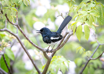 Magpie Robin singing on tree branch, Thailand