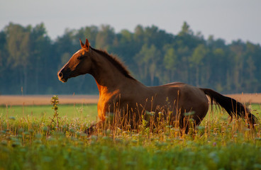 Chestnut russian don breed horse running in the summer green field. Animal in motion.