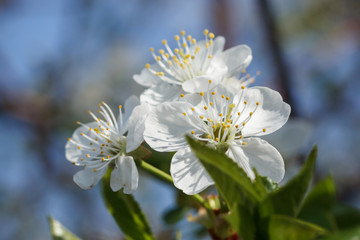 Obraz premium A branch with white flowers on a background of blue sky close-up. Plum blossom in spring. Beautiful floral background.
