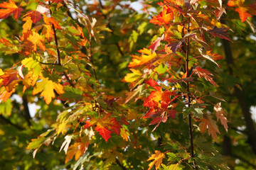 Ahorn (Acer ), buntes Herbstlaub an einem Baum, Deutschland