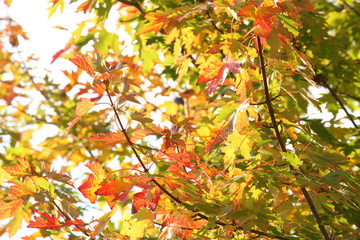 Ahorn (Acer ), buntes Herbstlaub an einem Baum, Deutschland