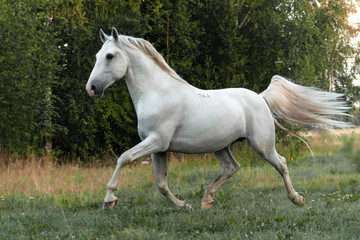 White lippizaner breed stallion running in the green summer field. Animal in motion.