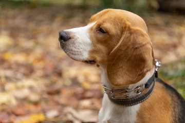 Photo of the beagle in nature, Image of a hunting dog. Pet, puppy
