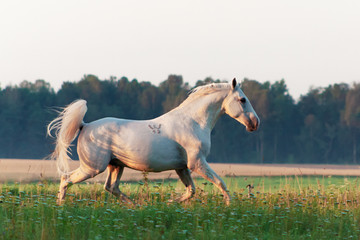 White lippizaner breed stallion running in the green summer field in the morning. Animal portrait.