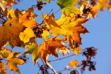 Naklejka na ściany i meble Ahorn (Acer ), buntes Herbstlaub an einem Baum, Deutschland