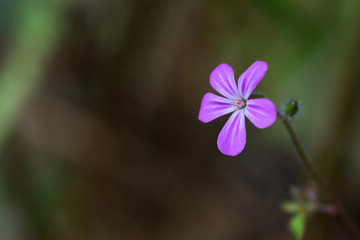 a small flower growing on the forest floor