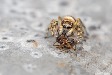 Zebraspringspinne