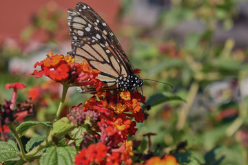 Fototapeta na wymiar macro angle of a butterfly feeding on a bush