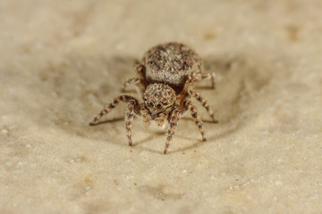 Springspinne