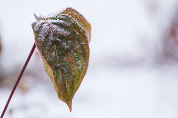 leaves covered with frost