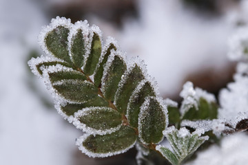 leaves covered with frost