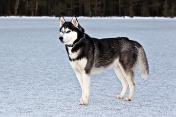 Fototapeta na wymiar Dog breed Siberian Husky standing on the frozen lake