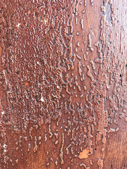 Wood fiber background, texture of old painted wood. Gold