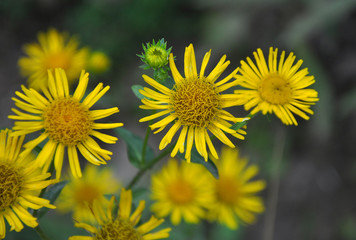 Inula blooms in the wild in summer.