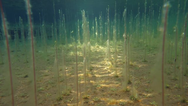 Underwater view of water lobelia stems at shallow shore with waving spot-like sunlight.