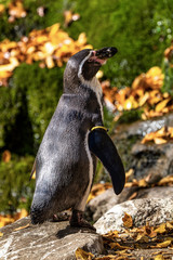 Humboldt Penguin, Spheniscus humboldti in the zoo