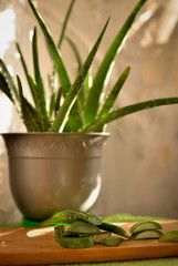  Aloe in a pot near the window in the rays of light. Cut agave leaves on a wooden cutting board. In a flower pot, a sokulent medicinal plant grows. Crushed aloe into small pieces for a medicinal presc
