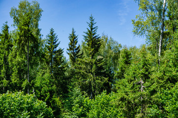 Evergreens and deciduous trees in virgin forest against blue sky. Beautiful summer landscape. Rest and enjoyment. Relaxation and meditation. Beauty of Russian nature in suburbs.