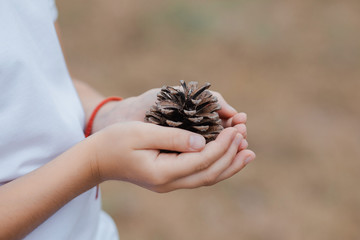 hands holding pine cone outdoors