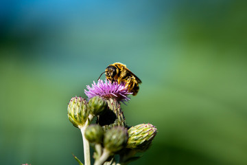 macro di un ape su un cardo selvativo