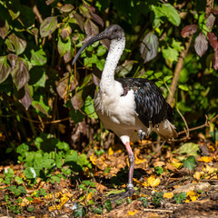 Straw-necked Ibis, Threskiornis spinicollis in the zoo