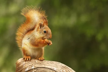 Foto op Plexiglas Een rode eekhoorn (Sciurus vulgaris), ook wel Euraziatische rode eekhoorn genoemd, zit en voedt in een tak in een groen bos. © Honza Hejda