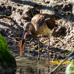 Glossy ibis, Plegadis falcinellus eating a fish