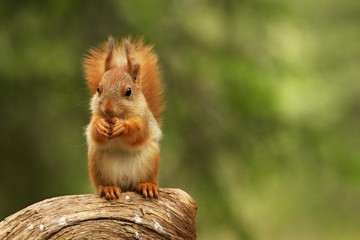 A red squirrel (Sciurus vulgaris) also called Eurasian red sguirrel sitting and feeding in branch in a green forest.