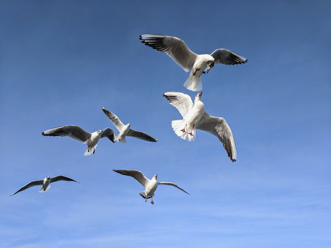  beautiful sea gulls on a background of blue sky