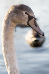 a young swan on Loch Lomond