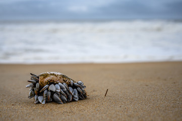 Giganten von Nazaré