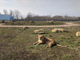 lion in the zoo
