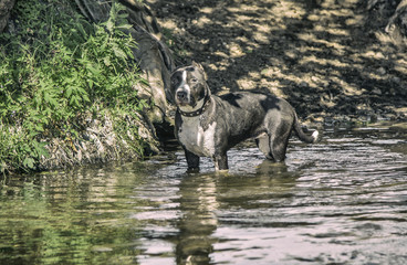 staffordshire terrier stands in the river