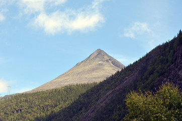 Forest on a summer day in Central Norway