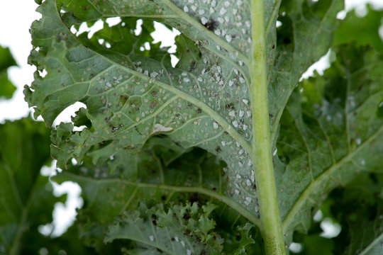 Befall von Kohlmottenschildläusen auf der Unterseite von Grünkohlblätter