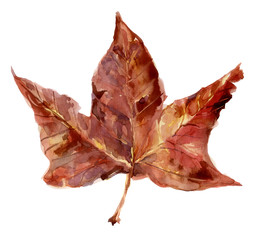Maple leaf, watercolor drawing. Autumn color illustration.