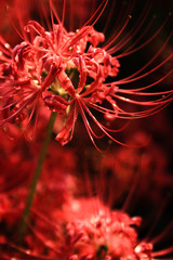 Higanbana In Japan