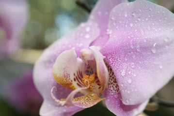 Water drops on orchid