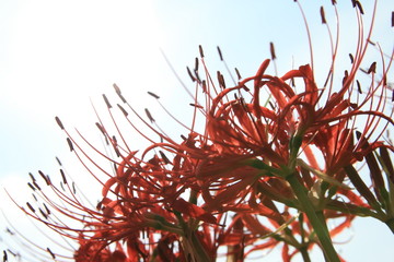 Obraz premium Higanbana In japan