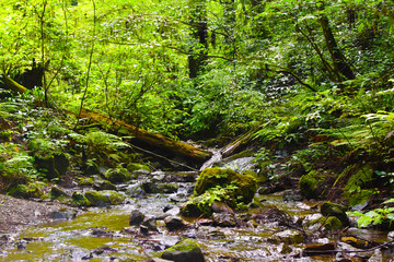 Fototapeta premium 自然