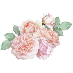 Blush pink roses, hydrangea isolated on white background. Floral arrangement, bouquet of garden flowers. 