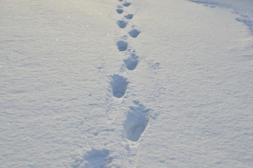 Footprints on white snow in a forest. Snowy and impassable road with deep snow in winter. Snowdrift, deep snow, background, texture